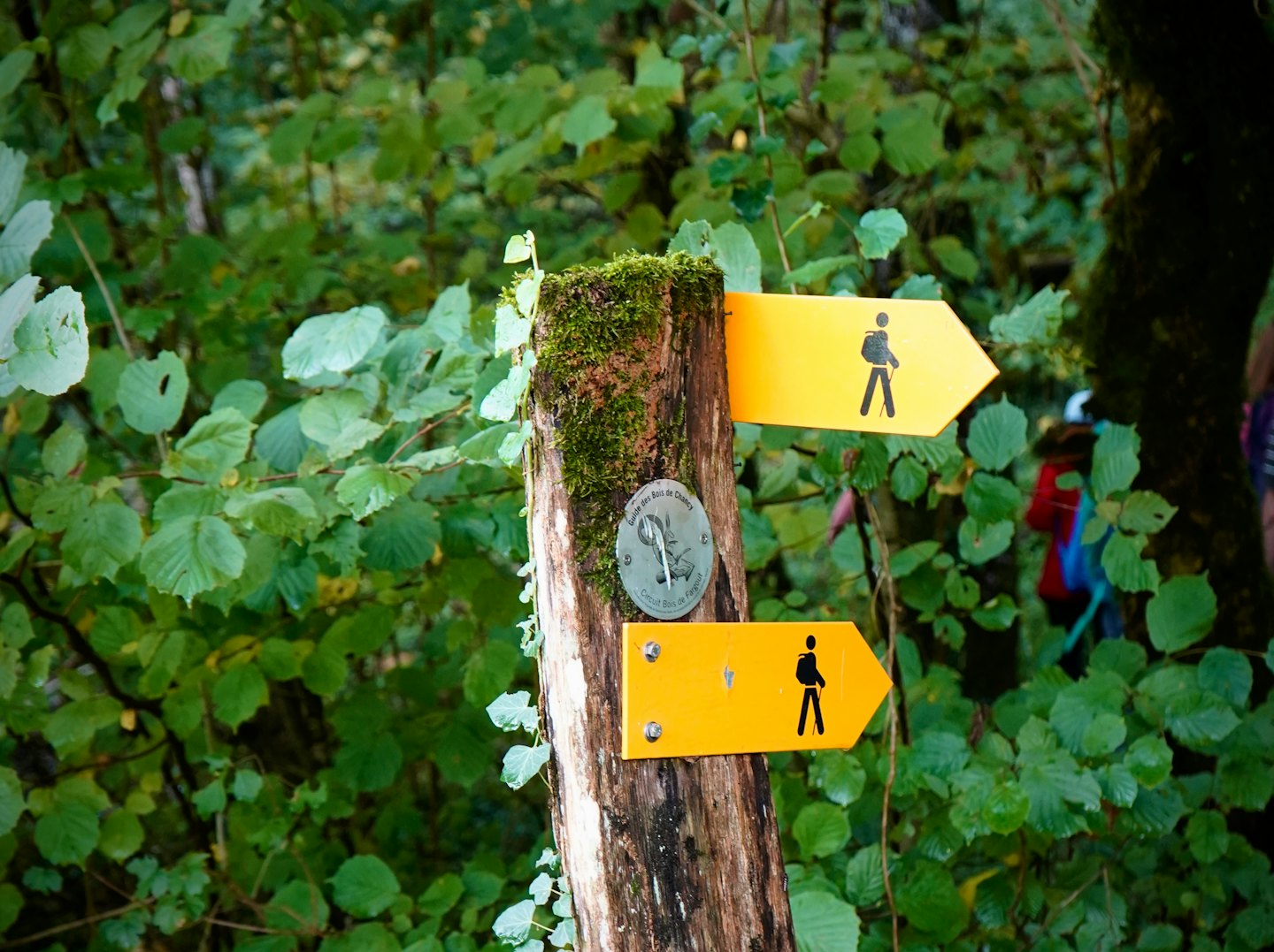 Hölzerner Wegweiserpfosten mit gelben Wandererschildern im Wald.